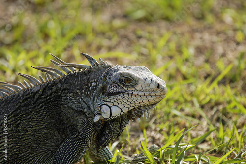 gros plan sur un iguane © amskad