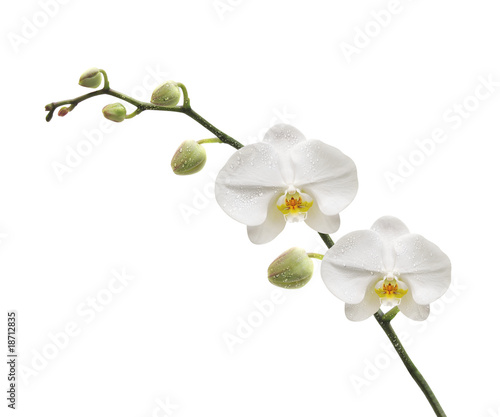 Orchidée Blanche photo
