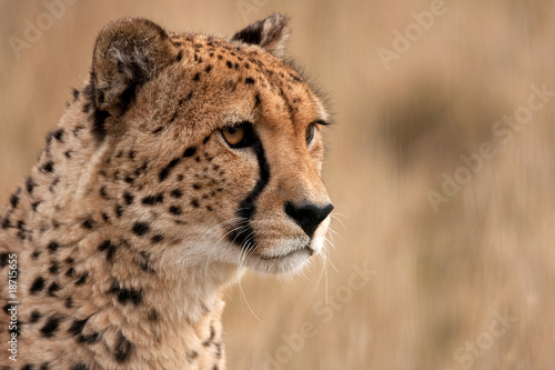 Head study of a cheetah