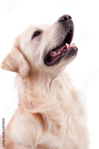 Fototapeta Naklejka Na Ścianę i Meble -  Golden Retriever Portrait