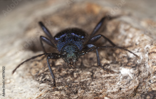 Violet tanbark beetle (Callidium violaceum) Extreme close-up.