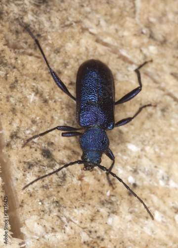 Violet tanbark beetle (Callidium violaceum) © Henrik Larsson