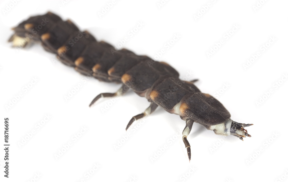 Larvae of Glow-worm (Lampyris noctiluca) isolated on white. Larvae of Glow-worm (Lampyris noctiluca) isolated on white.