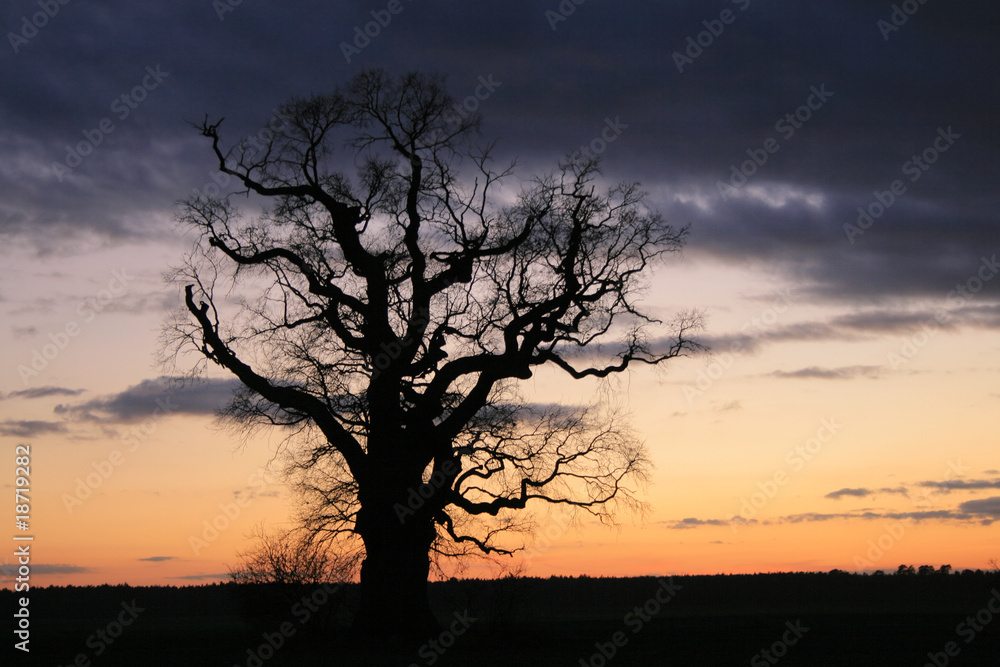 Lonely tree against the dramatic sky during the evening