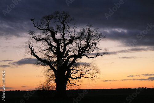 Lonely tree against the dramatic sky during the evening