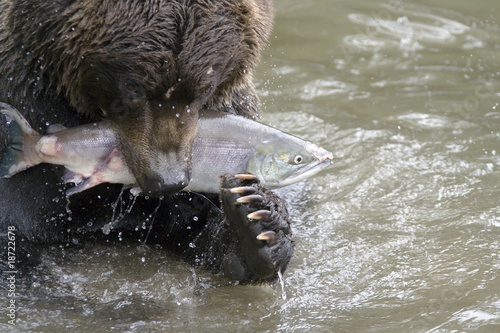 The bear has seized fish