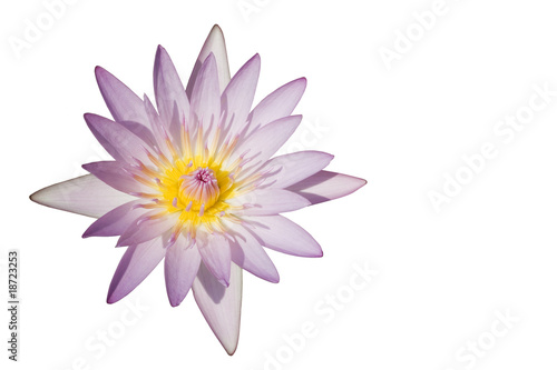 Isolated Lily Flower