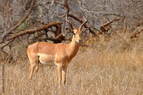 beautiful male of impala antelope,Kruger NP,South Africa