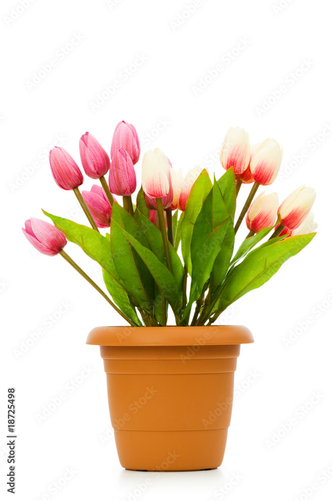 Fototapeta premium Pot with tuplis isolated on white