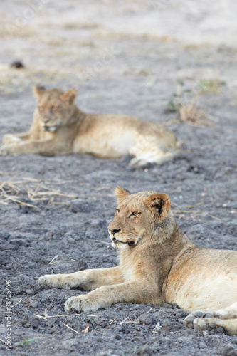 Lions at rest