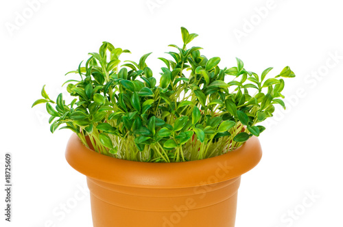 Green saplings growing in the clay pot
