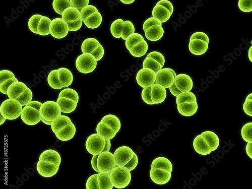 isolierte Meningococcus - Bakterien