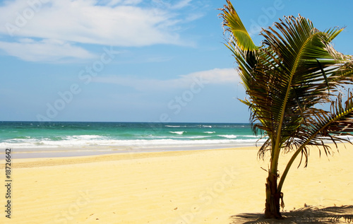 Fototapeta Naklejka Na Ścianę i Meble -  View of a Carribean beach with palm trees.