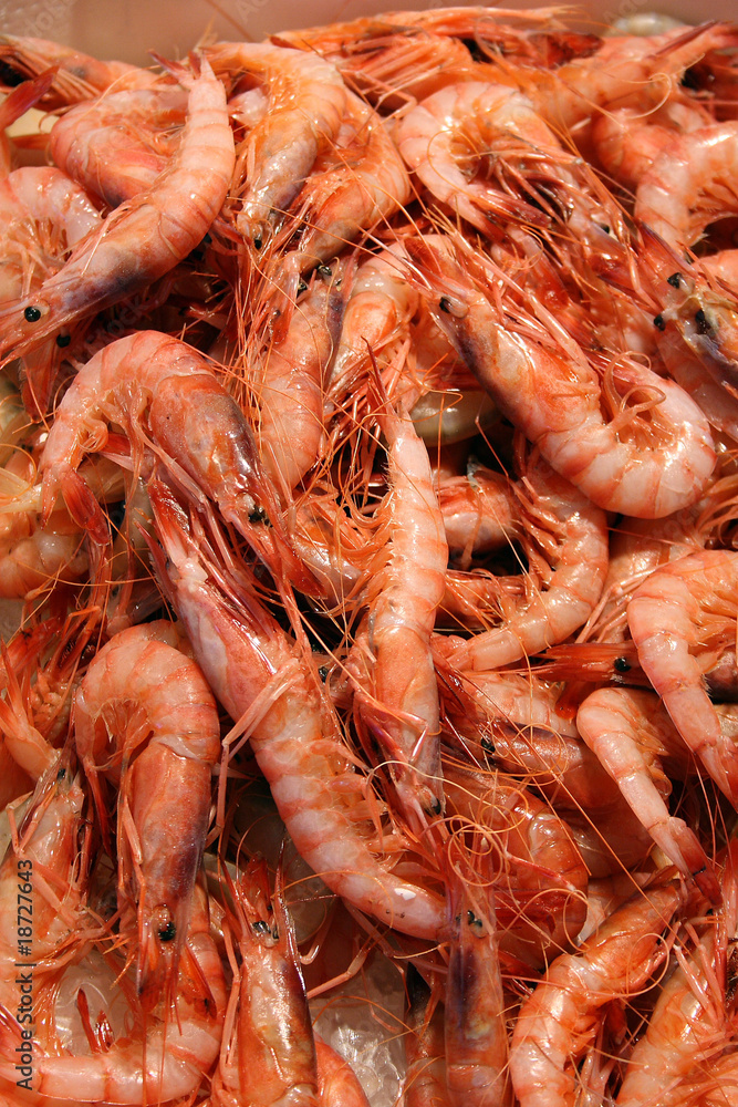 pesce5 pesce5