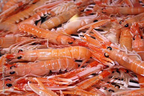 pesce19