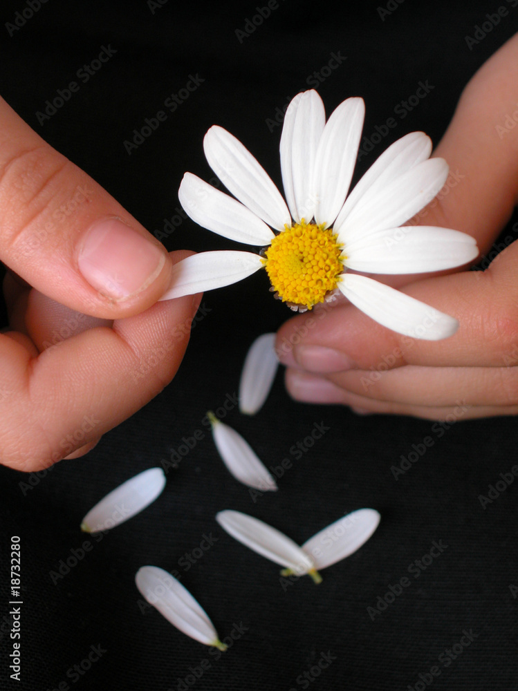Deshojando una margarita. foto de Stock Adobe Stock