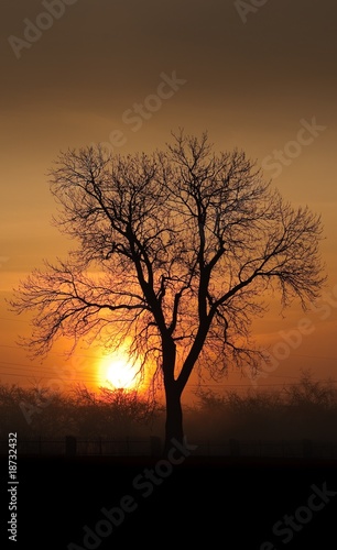 Morning rays of sun with silhouette tree shape