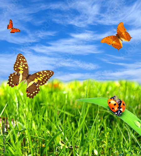 Beautiful butterflies and ladybug on meadow