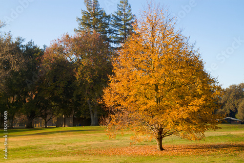 Golf Course gold leaf tree