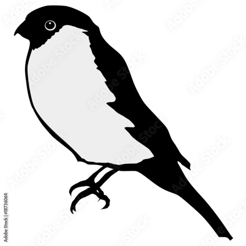 bullfinch