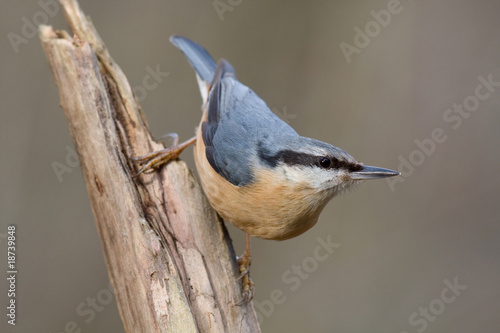 Klleiber - Sitta europaea