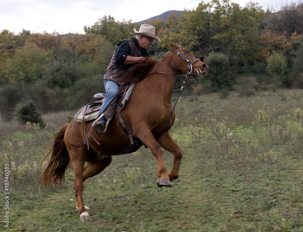 cavalier et son cheval en pleine nature cavalier et son cheval en pleine nature