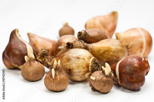 Blumenzwiebeln, flower bulbs