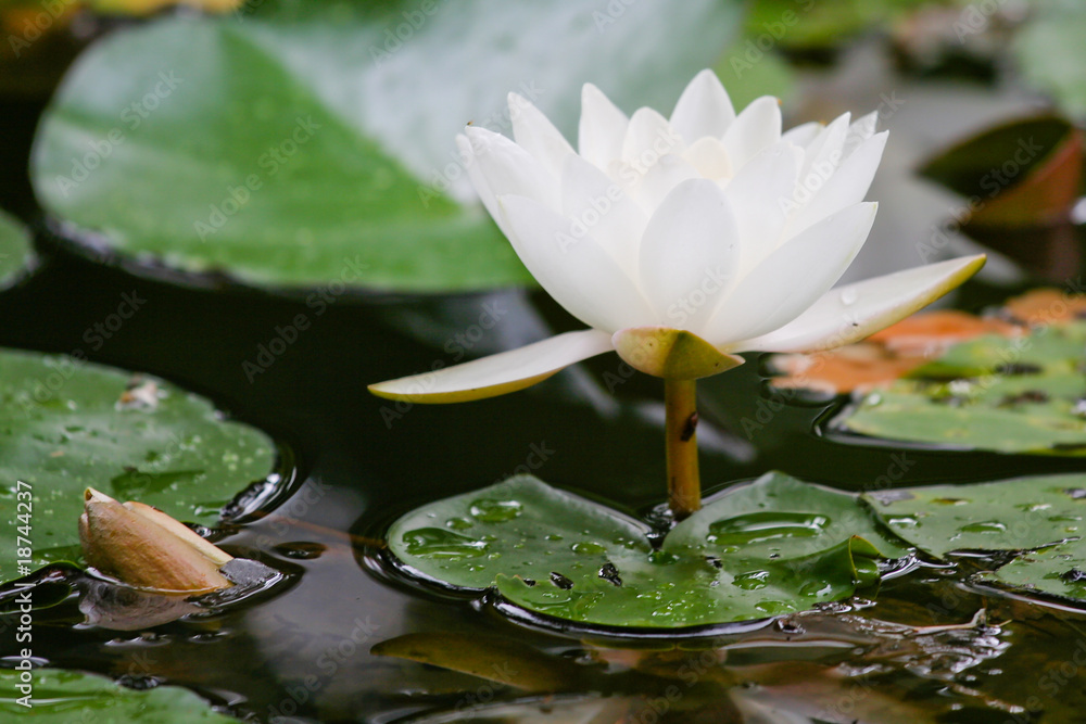 weiße Seerose mit grünen Blättern auf Teich weiße Seerose mit grünen Blättern auf Teich