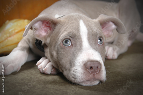 Rare champagne pit bull