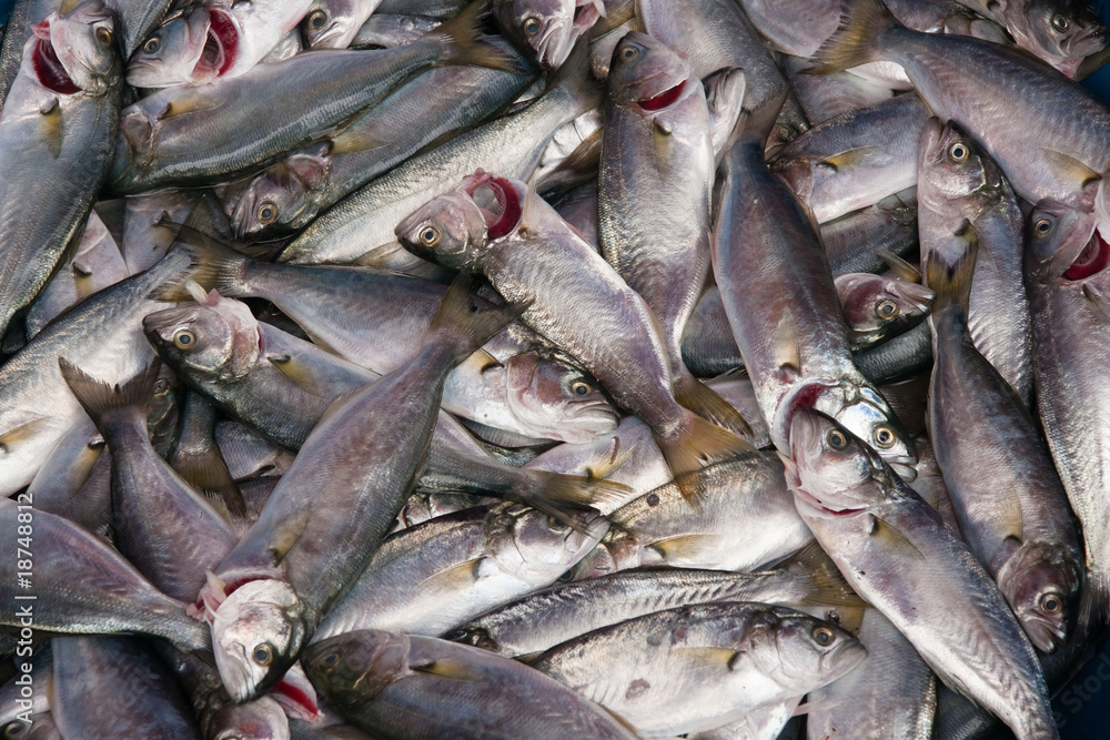 Fish market Fish market