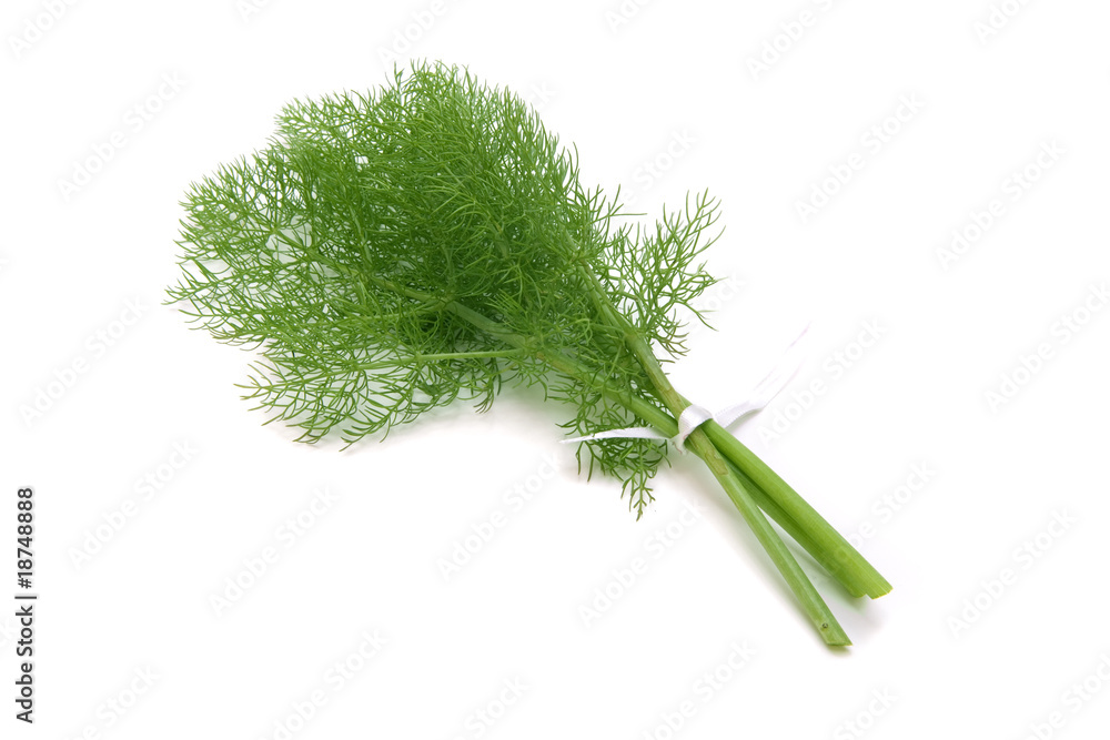 Fototapeta premium green dill