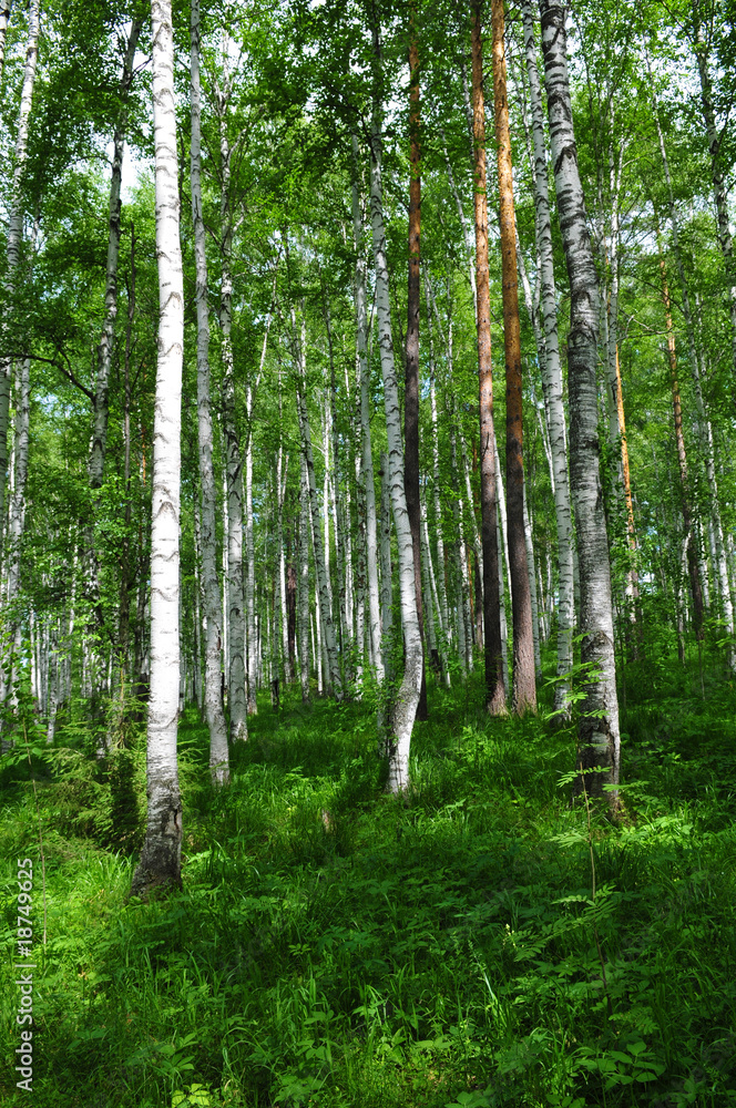 Summer forest scene