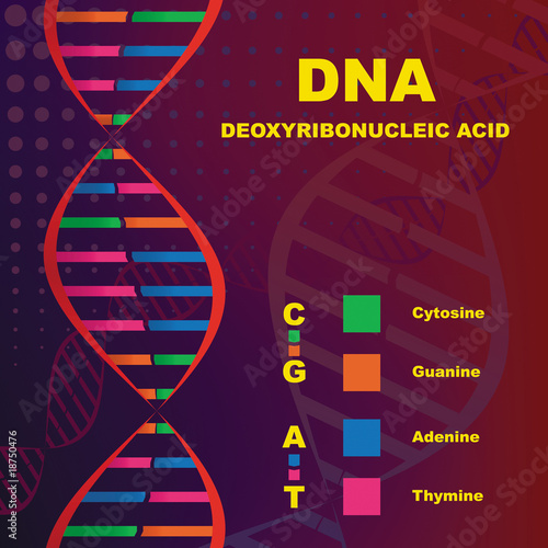 Structure of Deoxyribonucleic Acid (DNA)