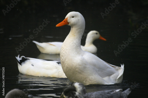 enten photo