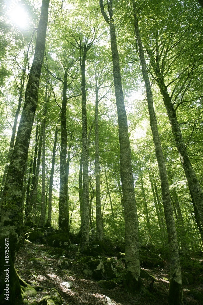 Beech green magic forest woods Beech green magic forest woods