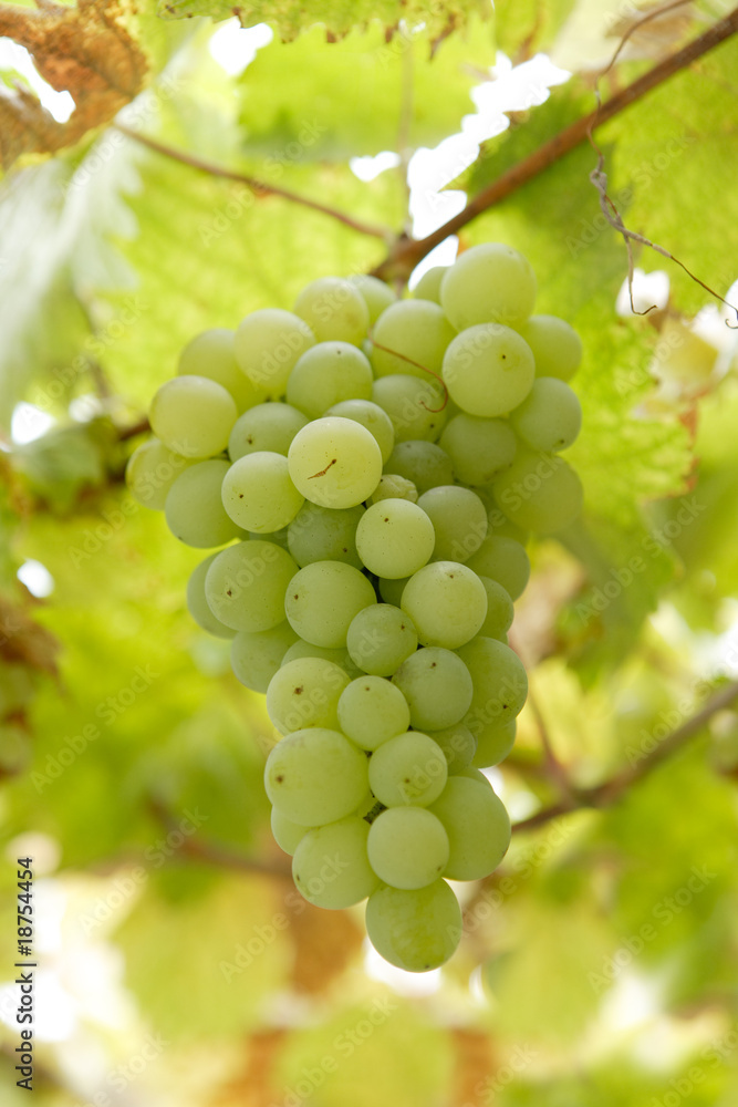 Cluster of white grapes