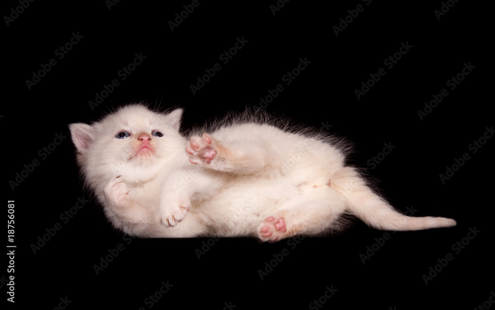 White kitten on black background