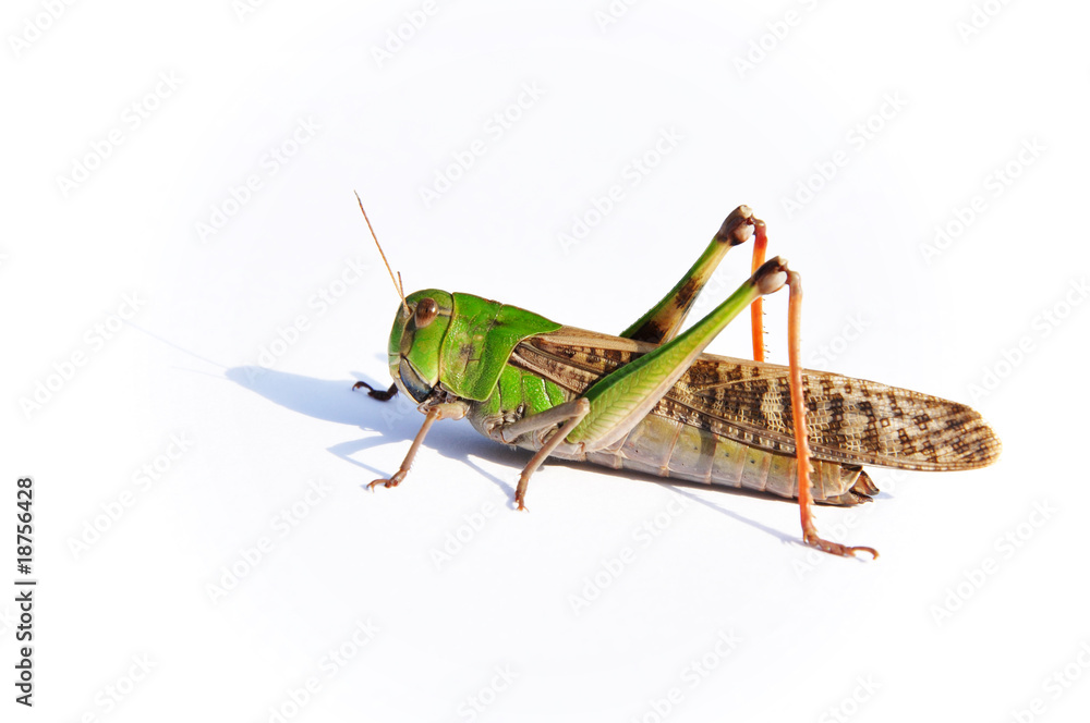 トノサマバッタ Grasshopper Stock 写真 Adobe Stock トノサマバッタ Grasshopper Stock 写真 Adobe Stock