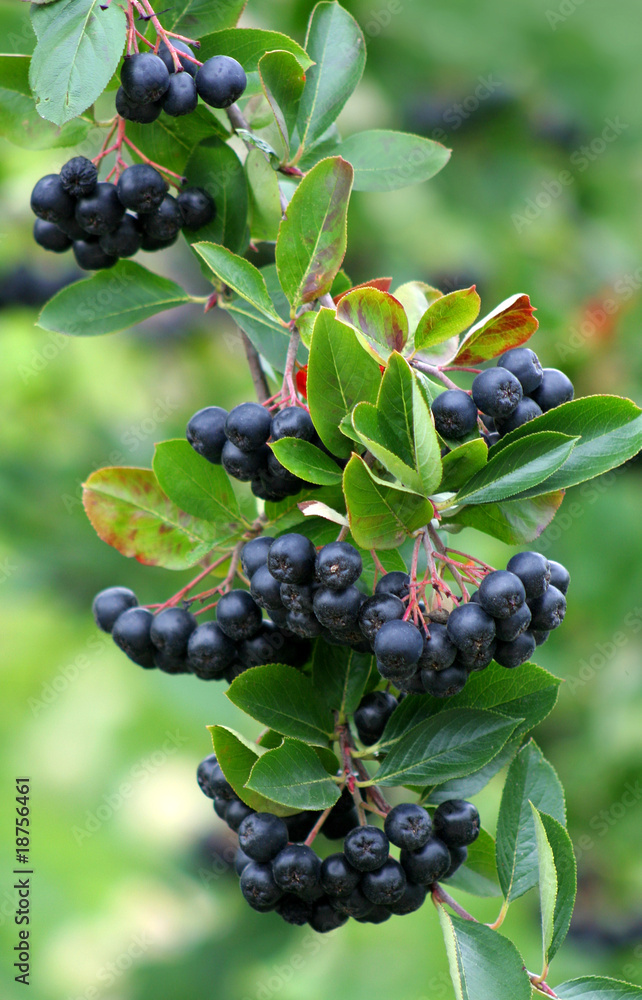 Aroniabeeren Aroniabeeren
