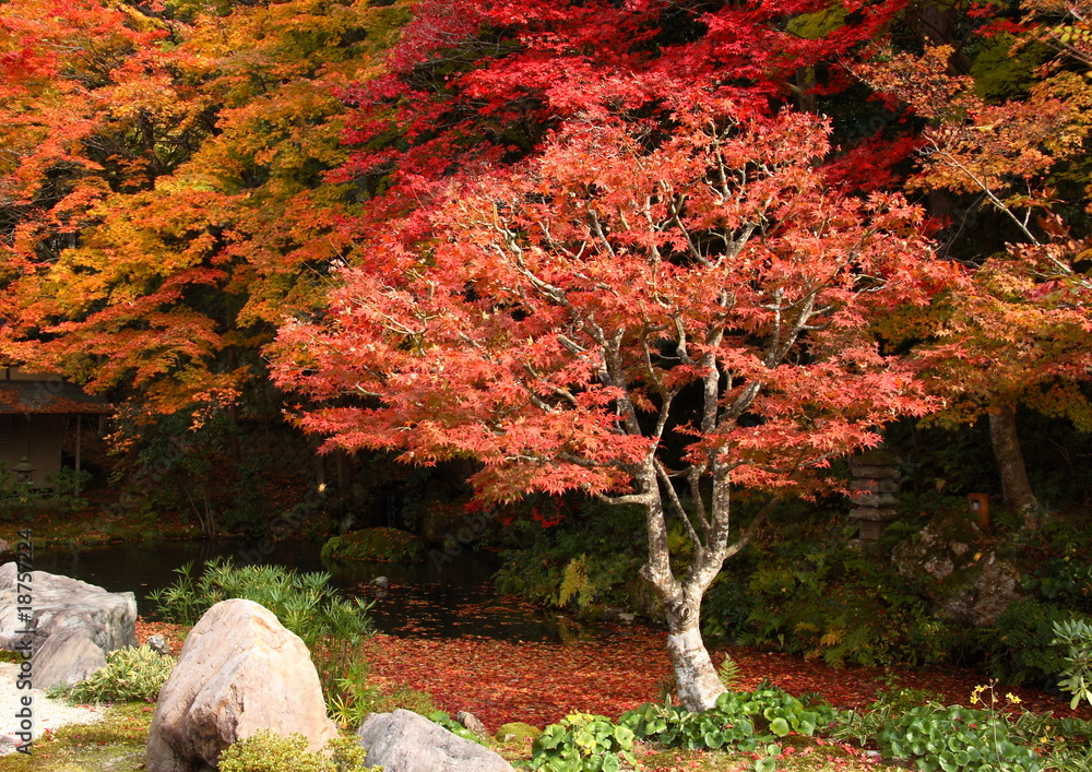 Fototapeta premium jardin japonais en automne