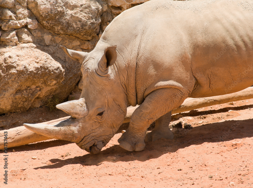 Fototapeta premium White (square-lipped) rhinoceros