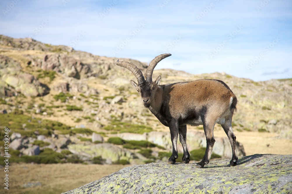 goat on rock goat on rock