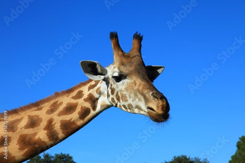 la girafe