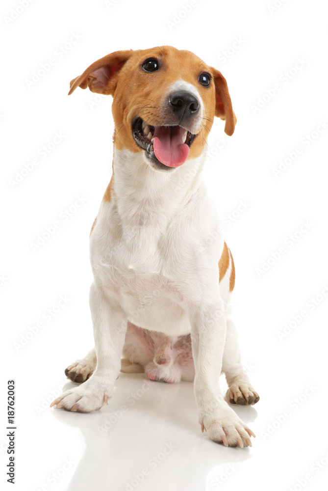 Jack russell terrier on white background