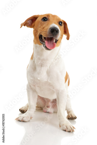 Jack russell terrier on white background © steamroller