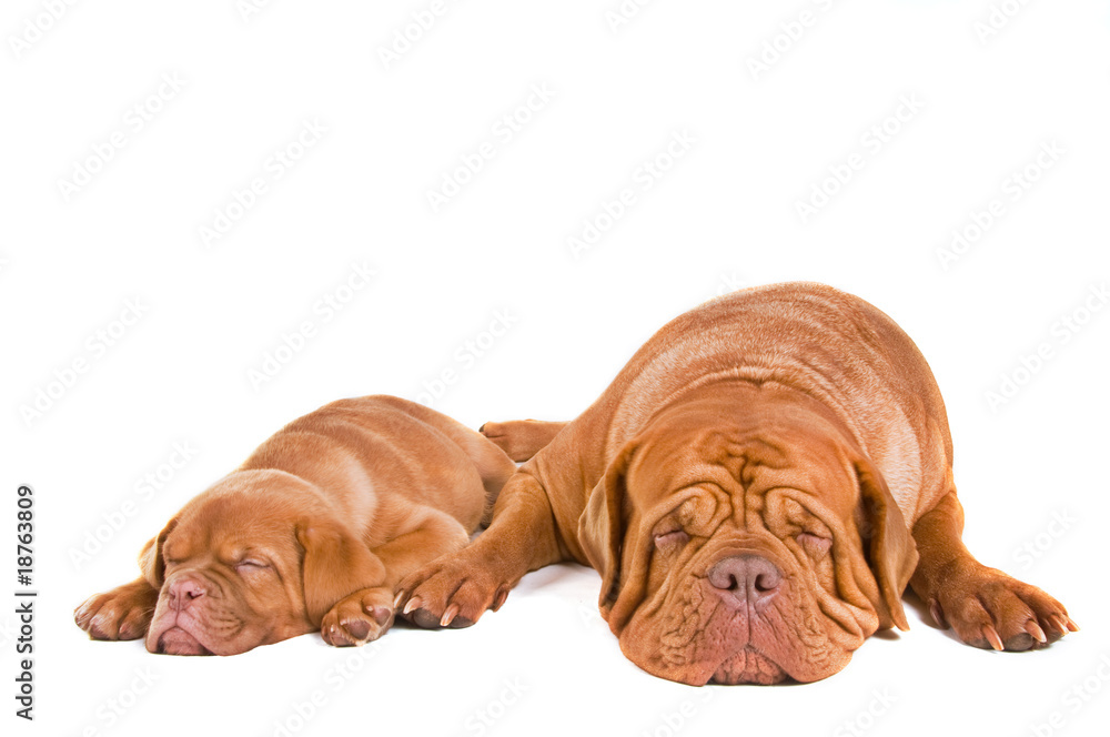 Two Dogs Sleeping