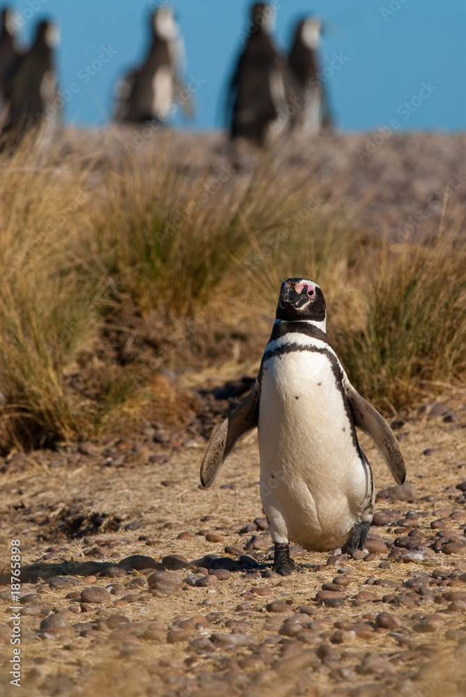 Naklejka premium Magellanic Penguin (Spheniscus magellanicus) in Patagonia.