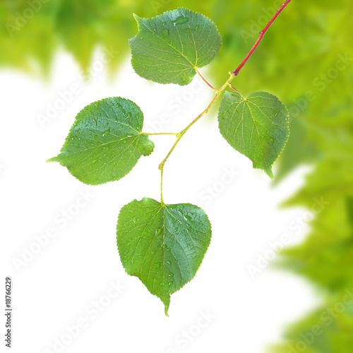 Grüne Blätter im Frühling