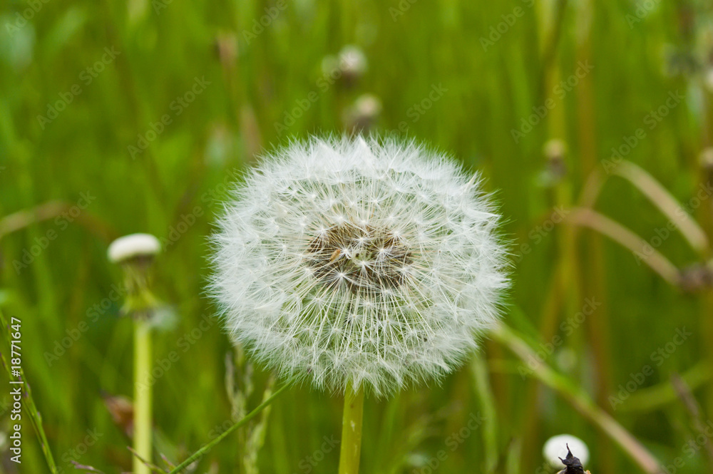 Fototapeta premium Dandelion close-up shot