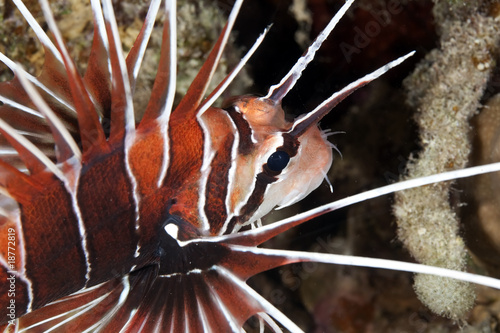 clearfin lionfish photo